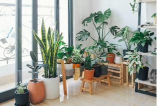 Decorate with Plants: